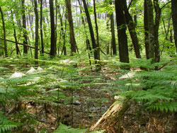 document-scanning-environment