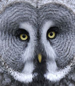 owl
